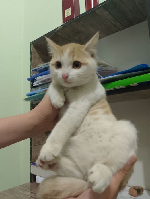 Пристраиваются котята