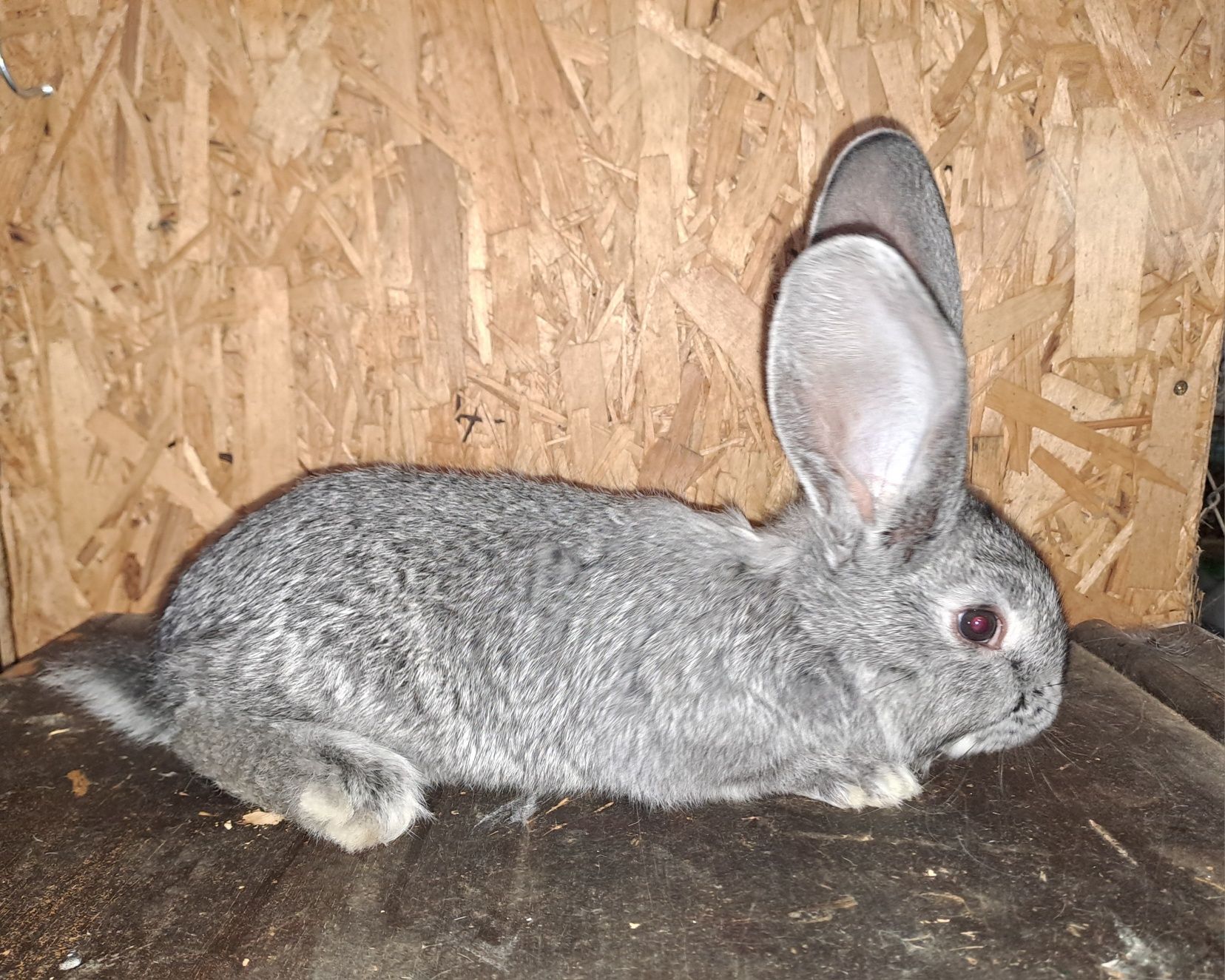 Puiet Urias german chinchilla