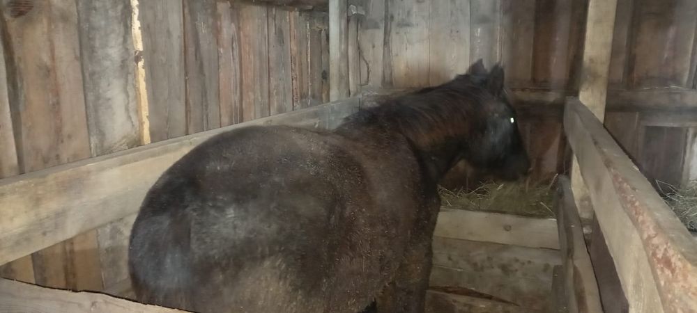 Продам тайчик поздний