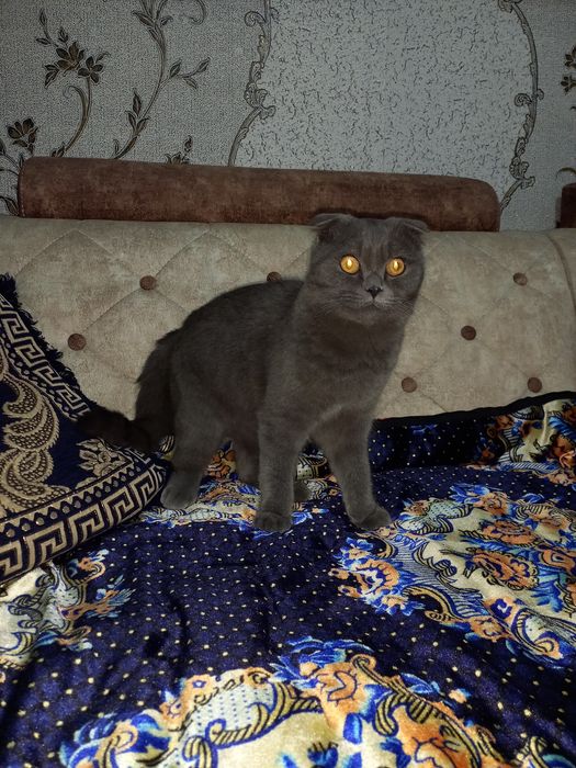 Продаем шотландского вислоухого кота( Scottish Fold)