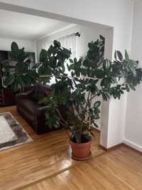 Ficus de camera crescut de 22 de ani