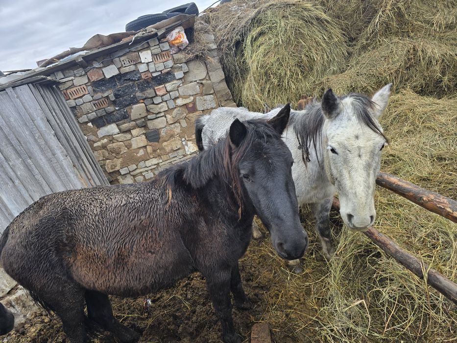 Бие кобыла байтал