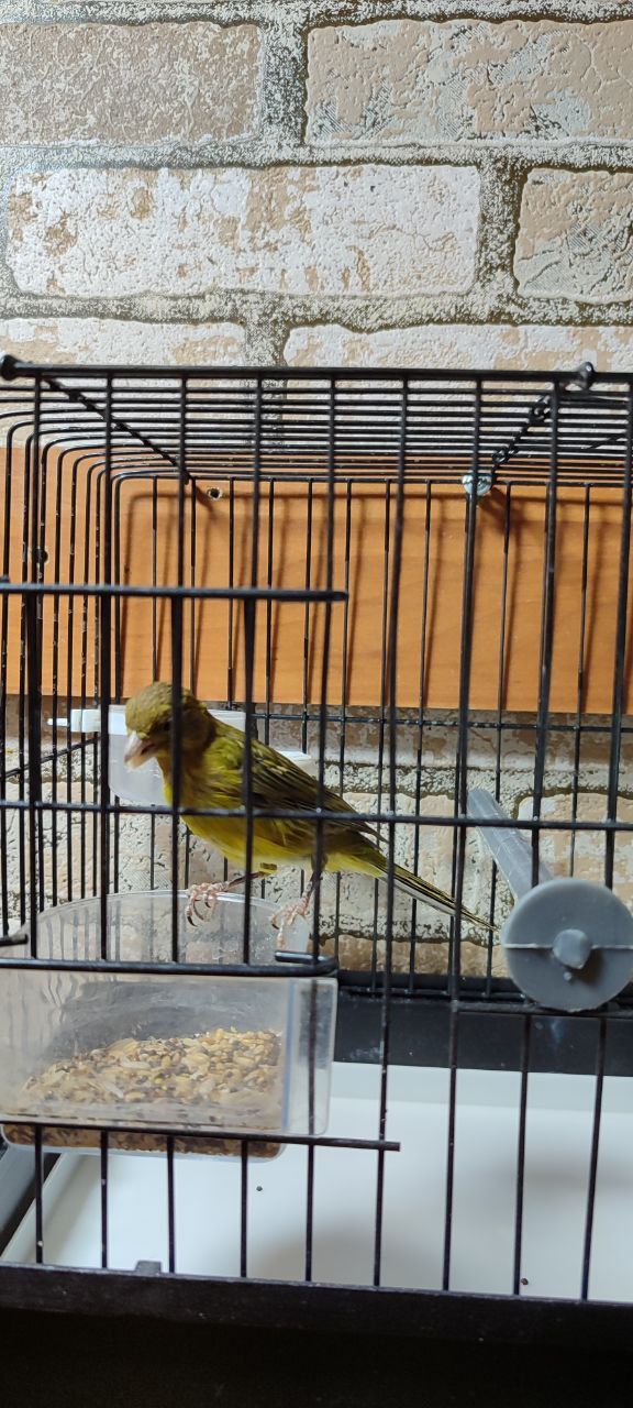 Har hil kqnarekalar sotiladi narhi kelishiladi