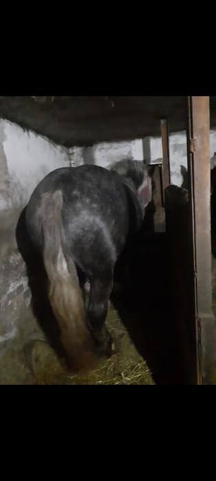 Vand doua maze sura 2 ani și 5 luni și blonda 1 an și 5 luni