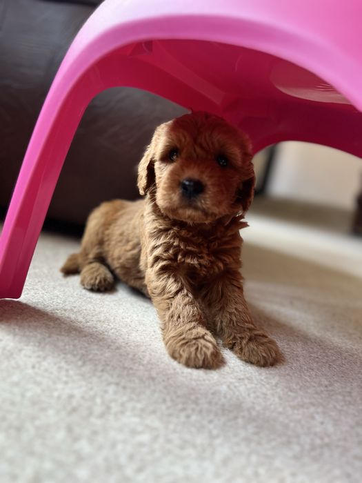 Goldendoodle mascul