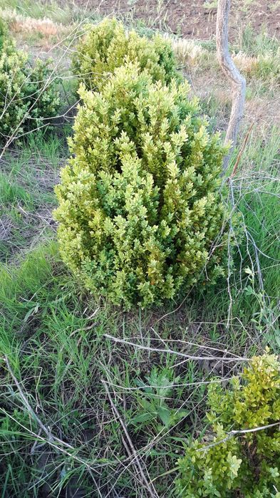 Buxus pentru gard viu și solitari.