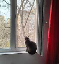 Pisicute la ferestre /plasa metalica pentru siguranța pisicutelor