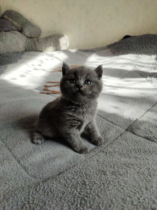 Продается котенок скоттиш страйт