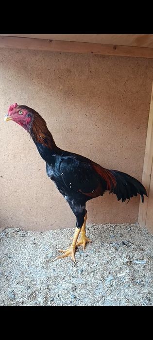 Aprel jo'jasi sotiladi !!!