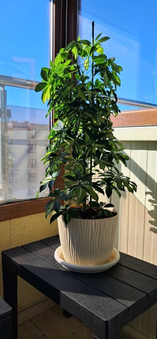 Шефлера, пъстроцветна, красива