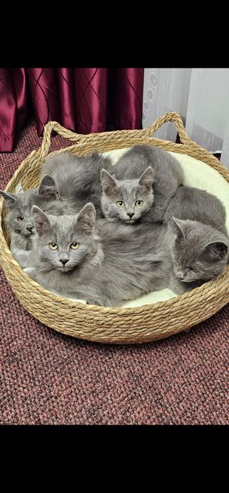 Pisici superbi gri integral, Nebelungi