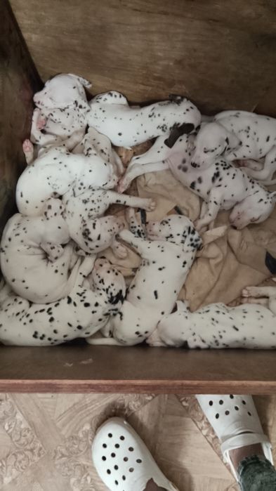 Скоро в продаже далмотята