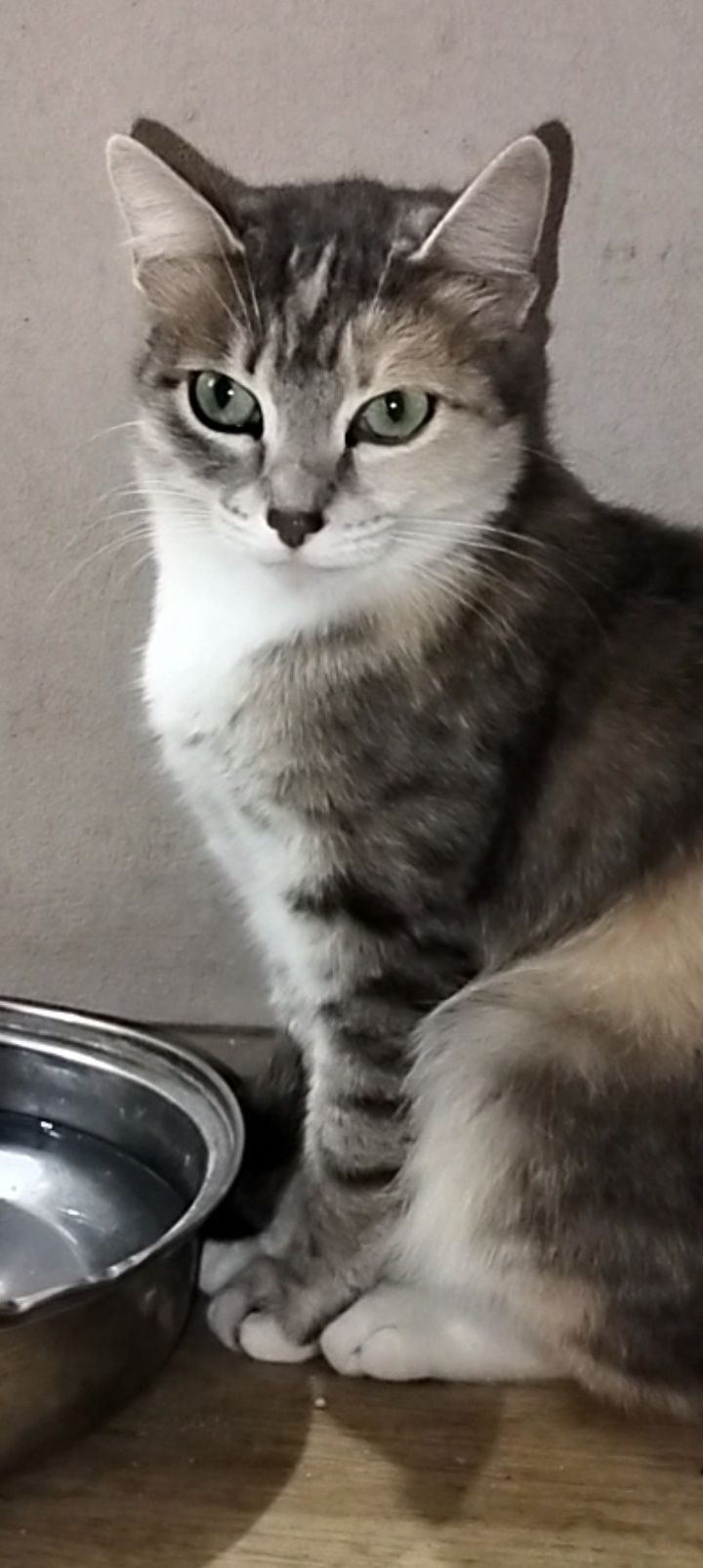 Отдам молодую кошечку