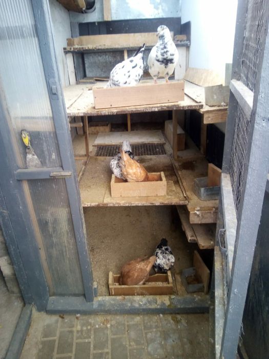 Porumbei    king