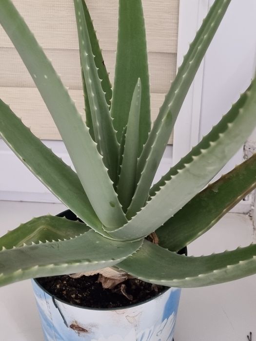 Алоэ лечебное алое емдик