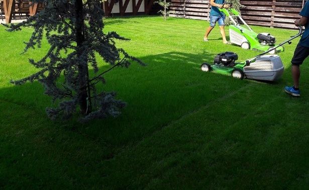 Gradinarit  Gazon Garduri Vii