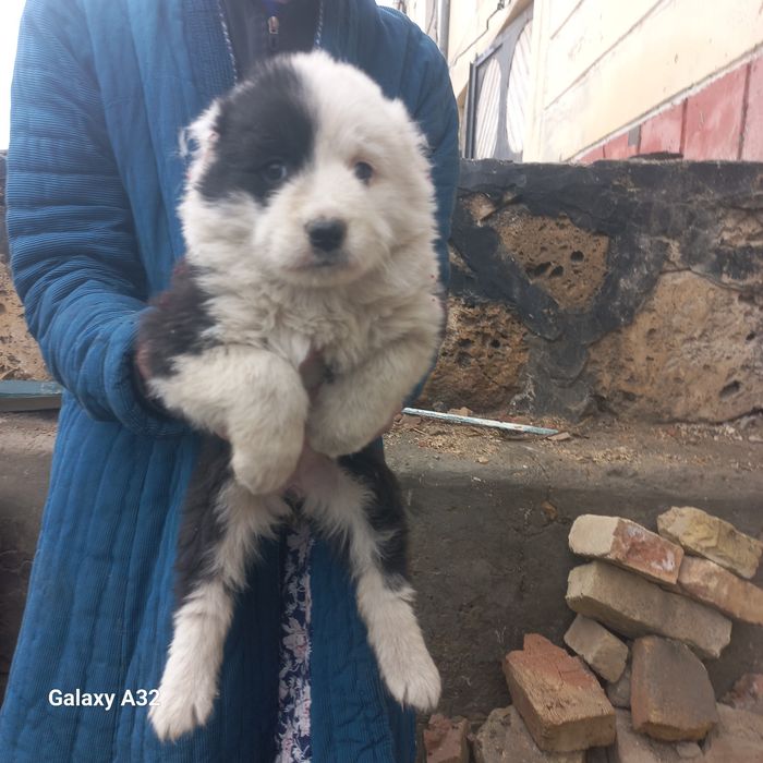 Алабай боласи сотилади 40кунли