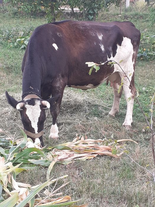 Vând vaca de lapte