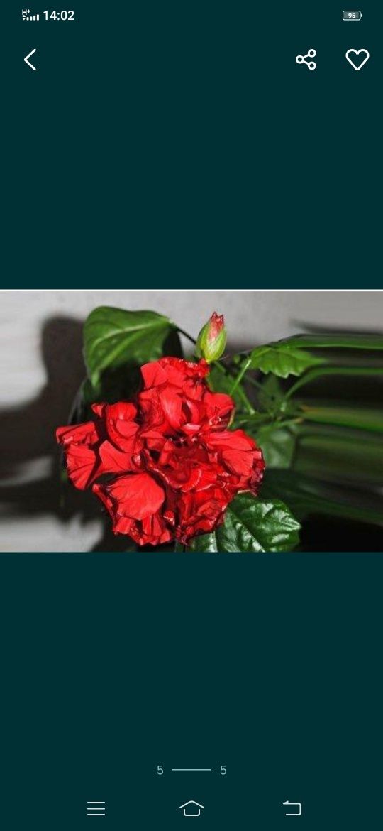 Комнатные цветы в подарок. Отросток гибискуса (китайской розы).