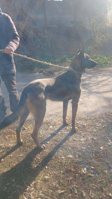 бельгийский овчарка  еркек