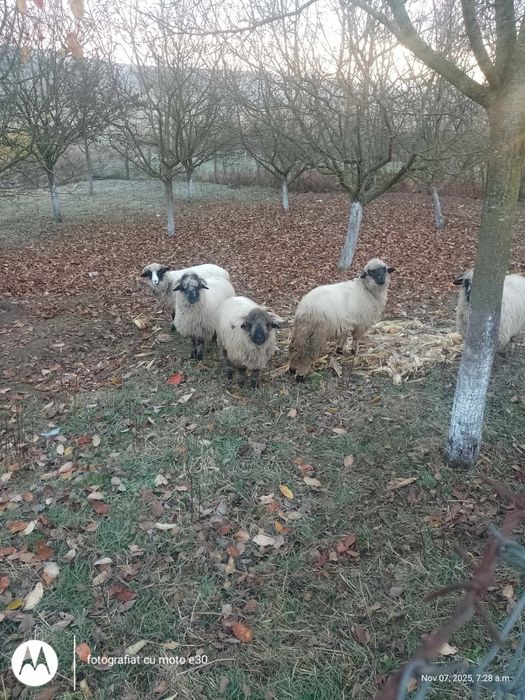 Vând 4 mile tinere și un berbec