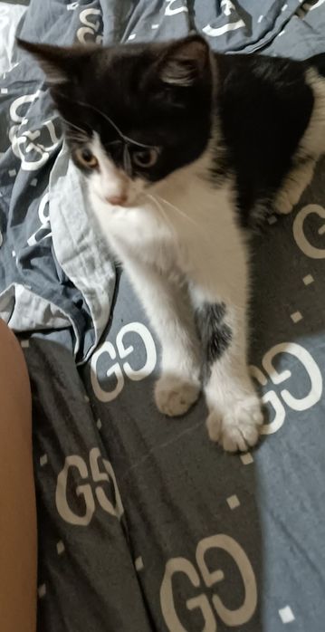 Котенок 2 месяца
