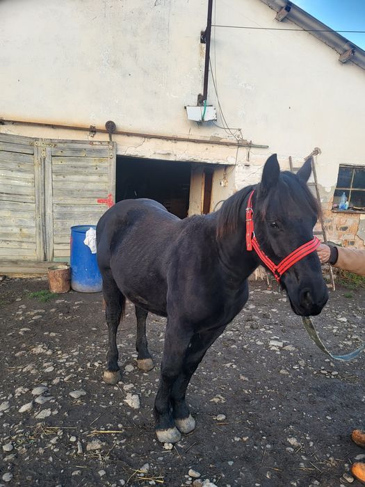 Vand manz negru semigreu