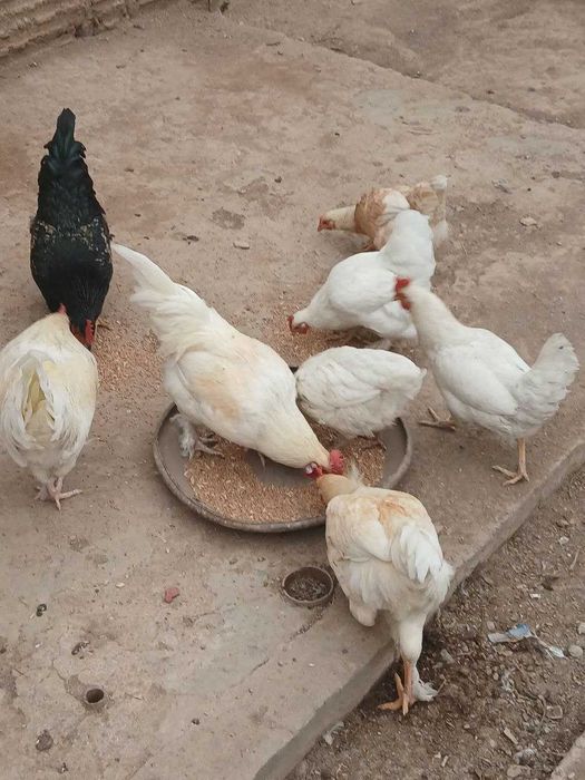 Продам курей и петушков