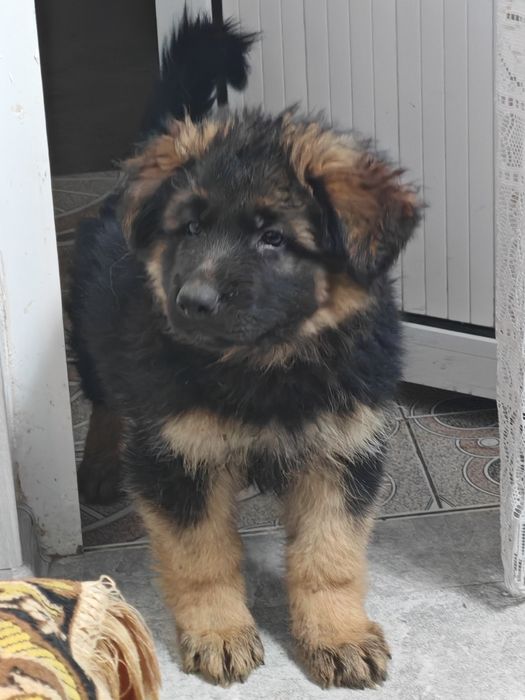 Чистокровные немецкие овчарки