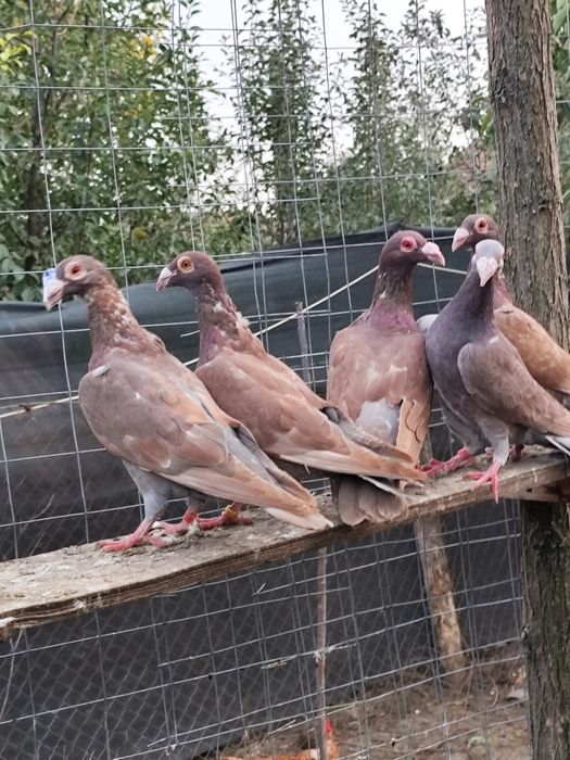 Porumbei voiajori stil vechi , straseri ,  turturele razatoare