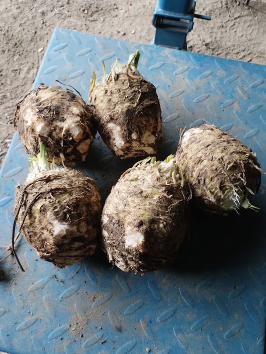 Țelină rădăcină .