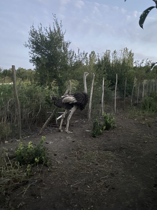 Struț femelă de vanzare