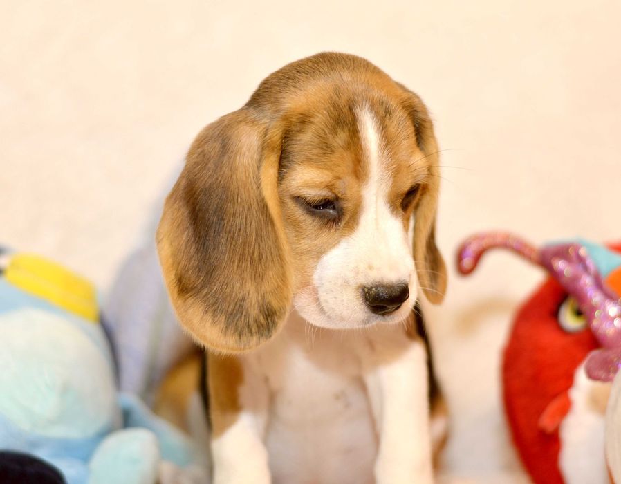 Pui Beagle tricolor din parinti cu pedigree