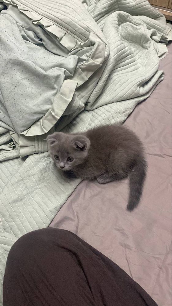 skotish stray+ Britanskiy