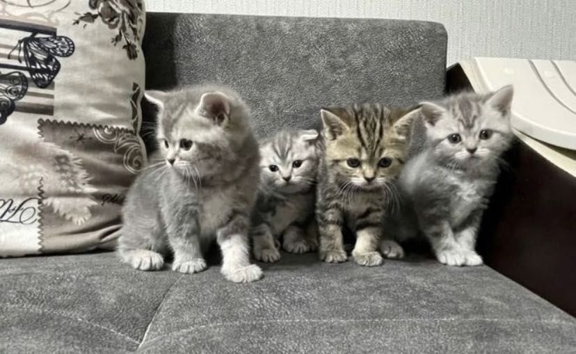 Шотландцы Котята