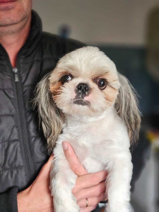 Shih Tzu   băiat