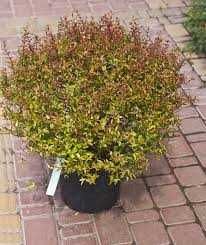 Абелия крупноцветковая