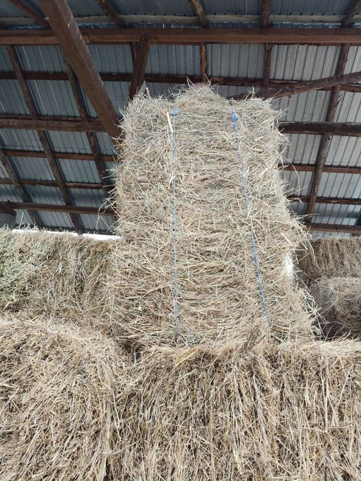 Vând baloți de fan dreptunghiulari