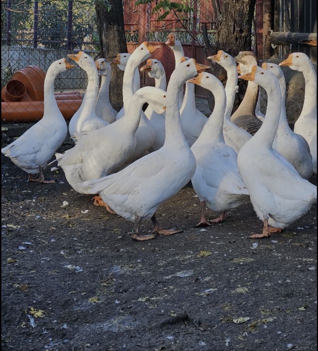 Gaste, Gansaci, Boboci de vanzare din acest an