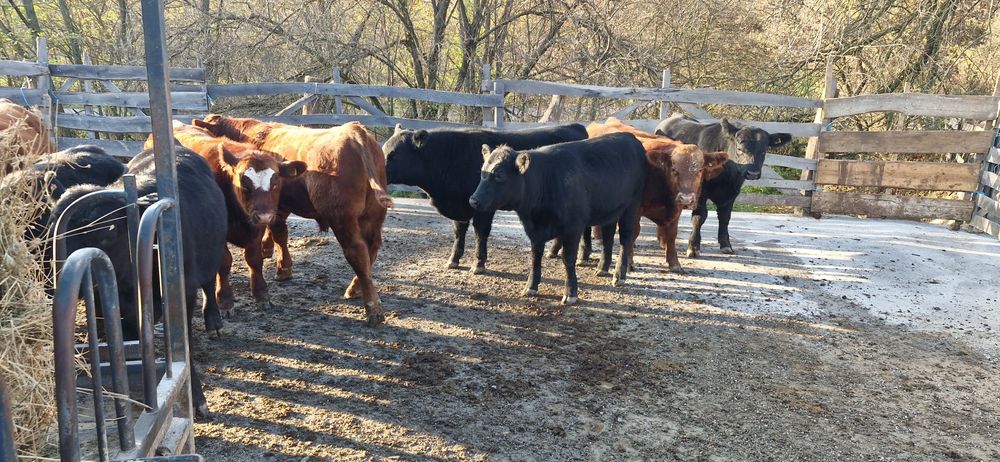 Vand 9 taurasi si 3 vitele