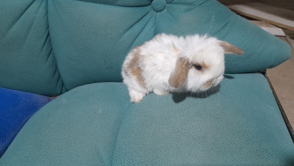 Продаётся декоративные карликовые кролики срочно