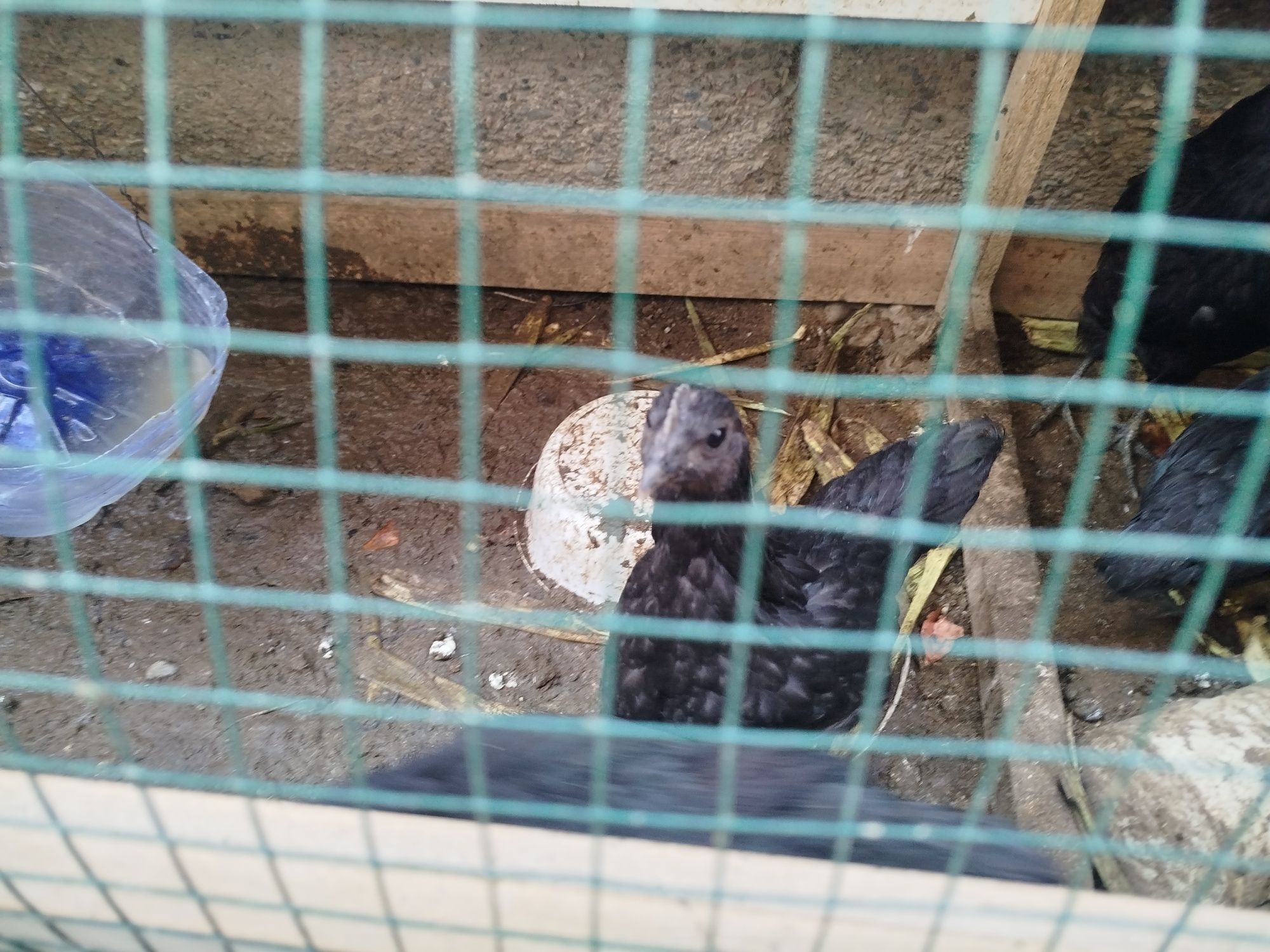 Продам Домашних птиц, Брама, и курицы китайской породы. ,