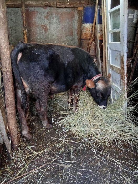 Vând 3 vitei  preț negociabil