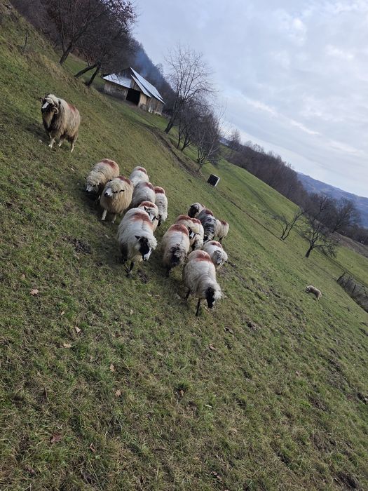 De vânzare 14 oi tinere și un berbec