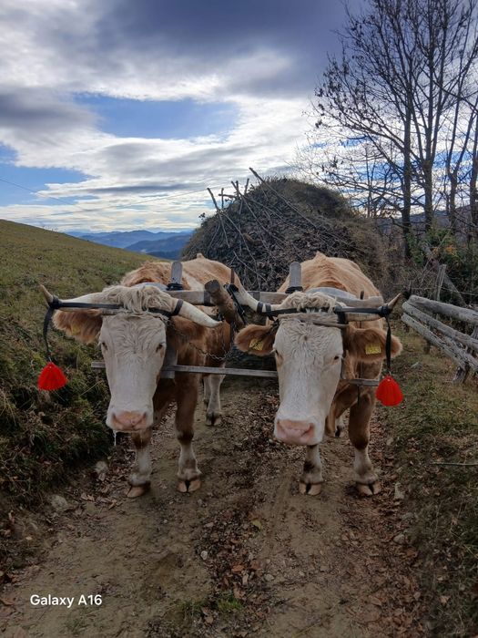 Vând boi gemeni de 4 ani jumătate
