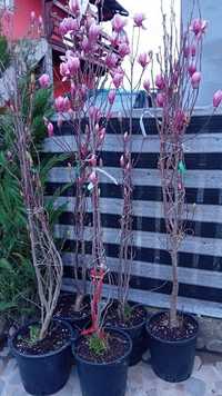 Magnolii de gradina