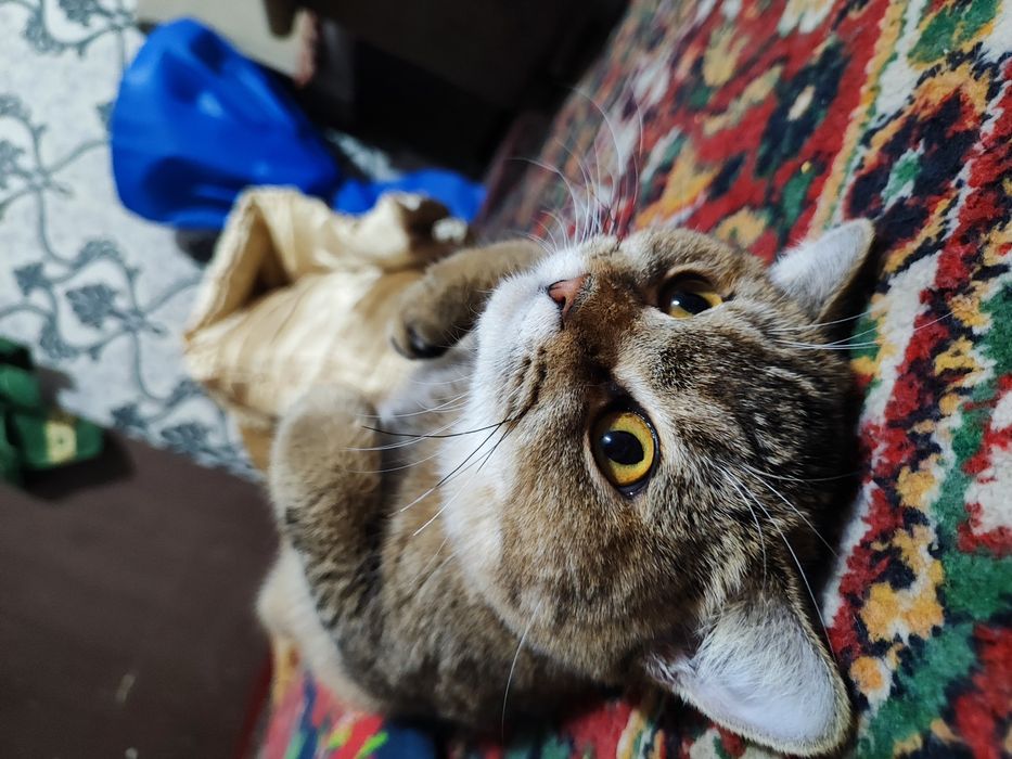 Продается британский котенок