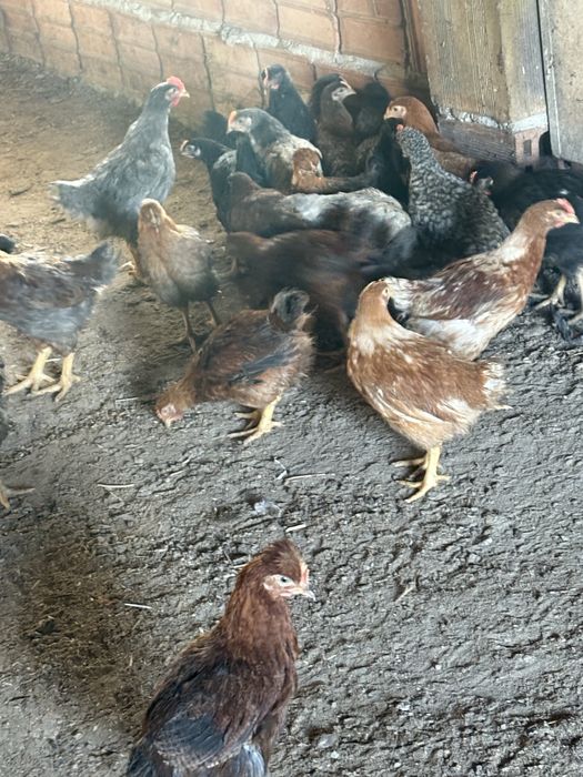 Домашни пилетаа