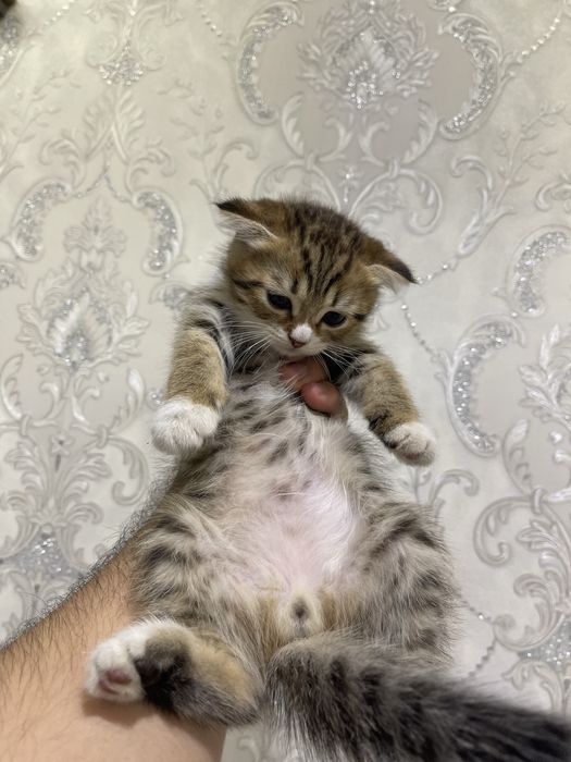 Скотиш фолд. скотиш фолд