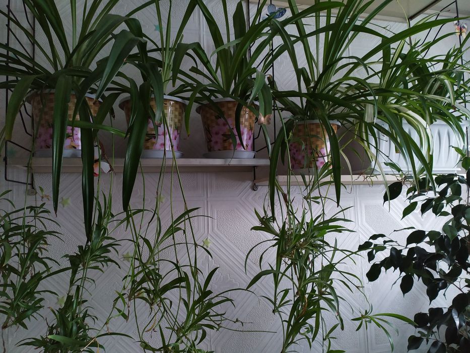 Хрофитум детки...